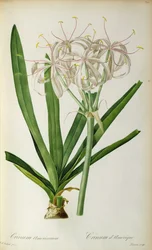 Crinum Americanum、 `Les Liliacees &39;、1805-16